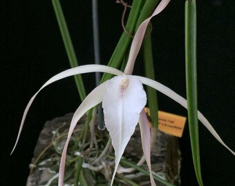 Brassavola Yaki