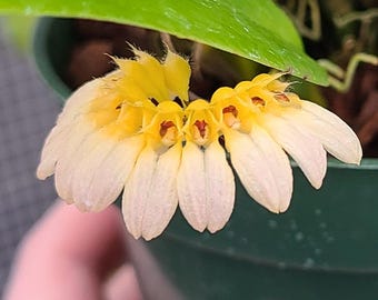 BULBOPHYLLUM MONILIFORME Micro Miniature Orchid Mounted - Etsy