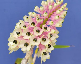 Dendrobium smillieae 'H&R Giant' x 'Lea'