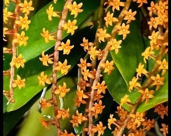 Aerangis hariotiana