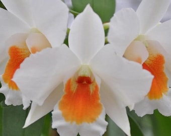 Dendrobium Judith Nakayama