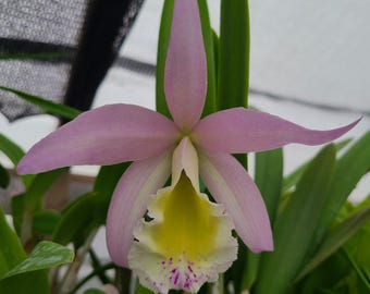 Rhyncholaeliocattleya Donna Kimura x Brassavola nodosa