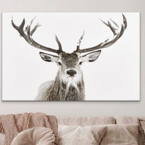 Grey Buck with Antlers, photography artwork on stretched canvas
