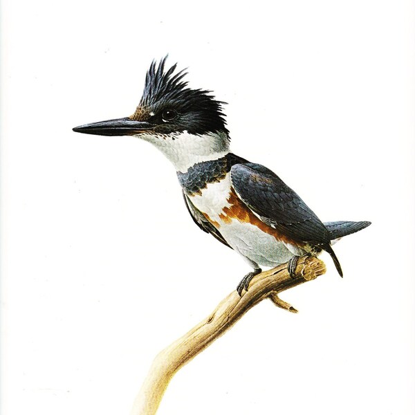 Belted Kingfisher Lansdowne Natural History Print Bird Art Print Vintage 9 1/2" x 13" Beautiful Condition