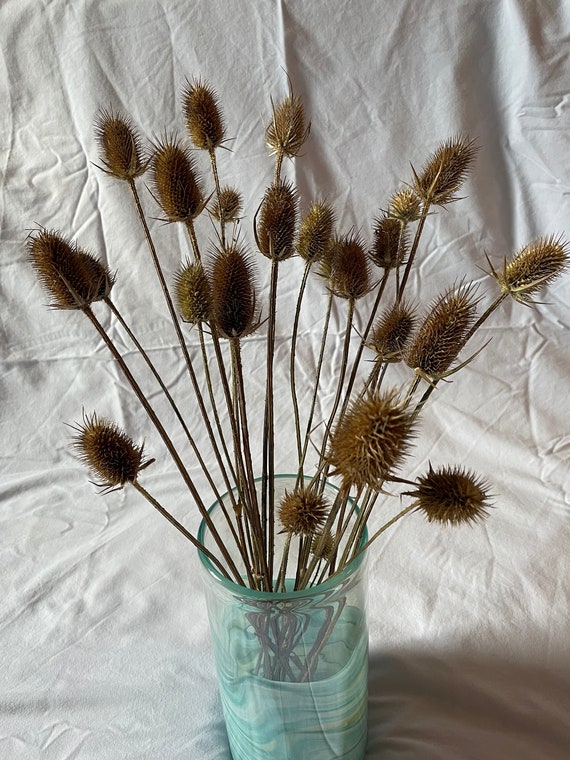 Getrocknete Distel