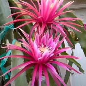 Bruni - Connie Mayer - Kathie Van Arum Dragon Fruit Cutting