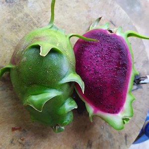 Beauty Berry Dragon Fruit Cutting