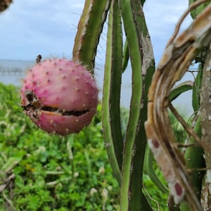 Princess Of The Night Dragon Fruit Cutting