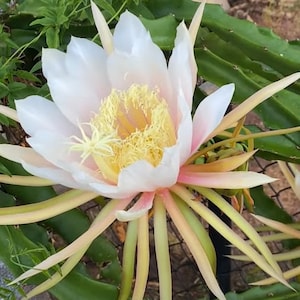 Rare Dragon Fruit Cuttings Grafted And Non-Grafted