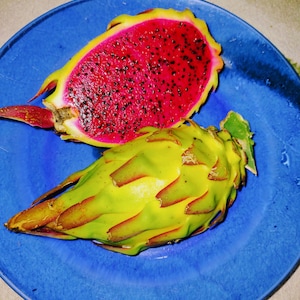 Ocamponis Variety