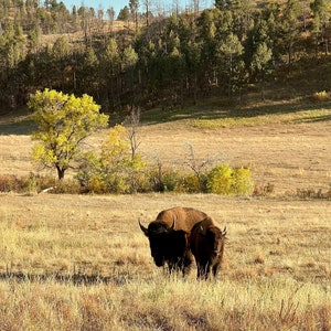 Bison im Custer State Park, South Dakota