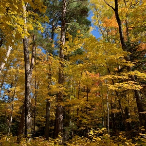 Golden Trees in the Upper Peninsula