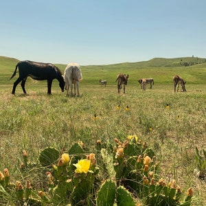 Esel im Custer State Park, South Dakota
