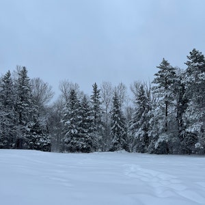 Winter Tree Line, Upper Peninsula of Michigan