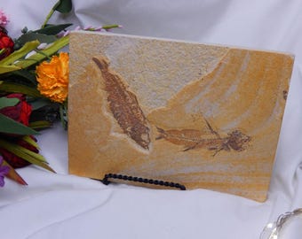 Fossil fossilized two fish fishes specimen