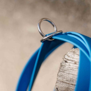 May include: Close-up of a bright blue dog collar with a silver metal D-ring.