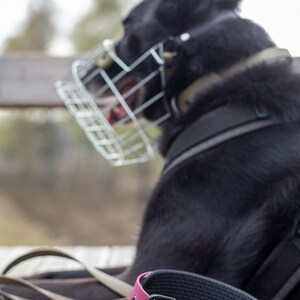 Pode incluir: Um c&atilde;o preto usando focinheira e arn&ecirc;s, com uma coleira de c&atilde;o rosa e preta e uma trela de couro marrom em uma superf&iacute;cie de madeira.