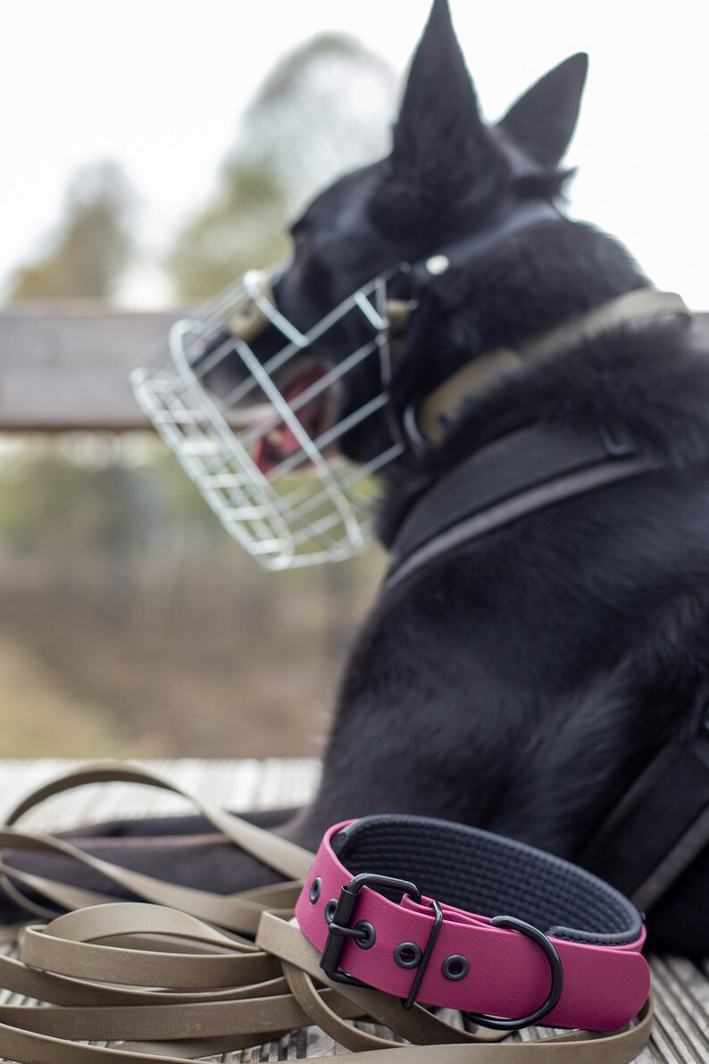 Pode incluir: Um c&atilde;o preto usando focinheira e arn&ecirc;s, com uma coleira de c&atilde;o rosa e preta e uma trela de couro marrom em uma superf&iacute;cie de madeira.