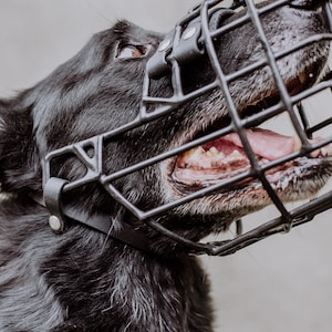 Op de afbeelding: Een zwarte hond met een zwarte draadmuilkorf. De hond heeft zijn bek open en zijn tong hangt eruit.