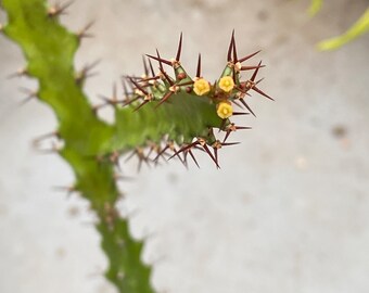 Euphorbia wakefieldii, Kenyan succulent, South African Euphorbia, exact plant