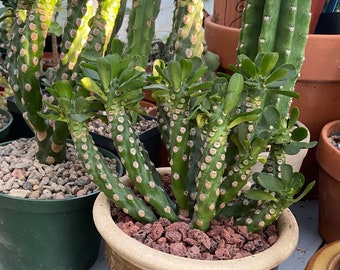 Euphorbia royleana f. inermis, unrooted import, very uncommon, 12+ heads, totally spineless