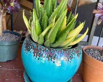 Variegated Aloe nobilis, large specimen, mother plant with pups, uncommon succulent