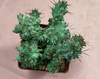 Euphorbia Monstrose - Etsy