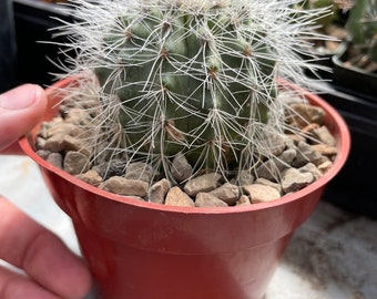 Copiapoa krainziana, very rare cactus, 3” wide, uncommon succulent with wiry “hair”