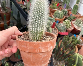 Cleistocactus strausii, silver torch cactus, white hair, 6-8” tall