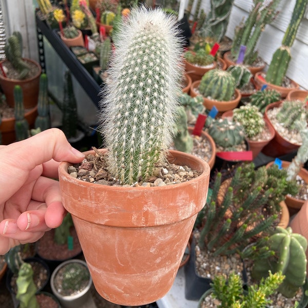 Cleistocactus strausii, silver torch cactus, white hair, 6-8” tall
