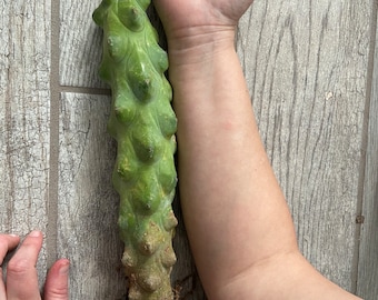 XL Boobie Cactus, 9-10” tall and 2.5” thick. Myrtillocactus geometrizans fukurokuryuzinboku, uncommon cultivar