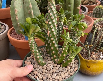 Euphorbia royleana f. inermis, unrooted import, many heads, totally spineless