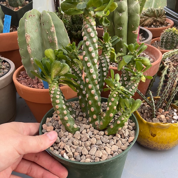 Euphorbia royleana f. inermis, unrooted import, many heads, totally spineless