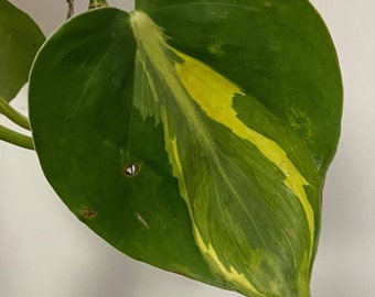 Brasil Carnival, sport variegated philodendron, uncommon variety