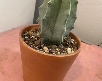 Gray ghost organ pipe cactus, Stenocereus pruinosis, gray cactus