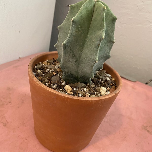 Gray ghost organ pipe cactus, Stenocereus pruinosis, gray cactus