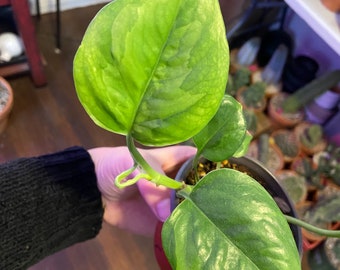 Emerald pothos CUTTINGS, ridiculously rare variety 2-4 leaf cuttings