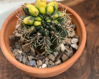 Variegated Gymnocalycium baldianum, grown in the US, 4” pot, exact plant, rare cactus