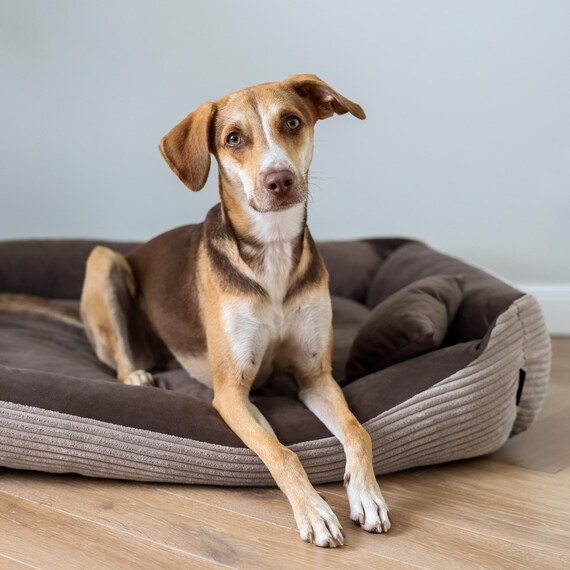 4L Textil Molly hondenbed corduroy hondenbed middelgrote honden hondenmand corduroy hondenmand corduroy hondenbed wasbaar met hoes(Bruin(cover),120x100 cm