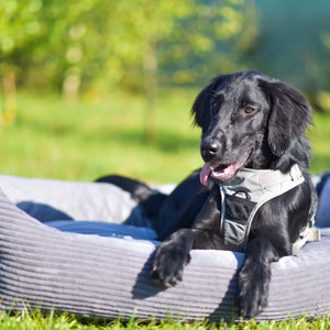 Cama para Perros Textil 4L MOLLY Funda Lavable Cesta para Perros Extraíble para Perros Medianos y Grandes Cesta para Perros Sofá para Perros Gris imagen 6