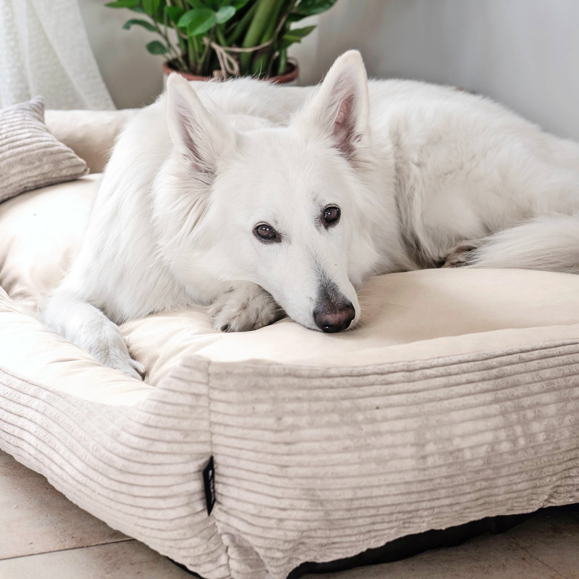 Rohrschneider Hundebett Waschbar Für Kleine Und Mittelgroße Hunde Mit