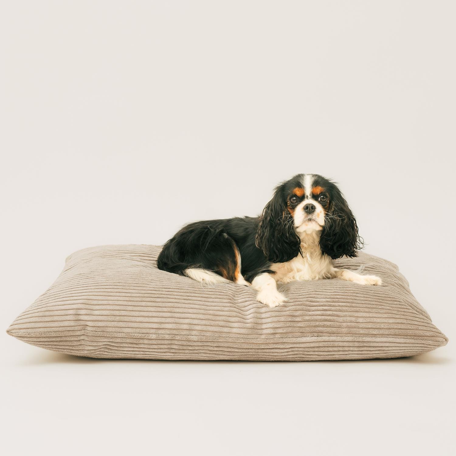 halsband mit gravur Hundehalsband mit Namen graviert, starke Reflektion  mypfote.com