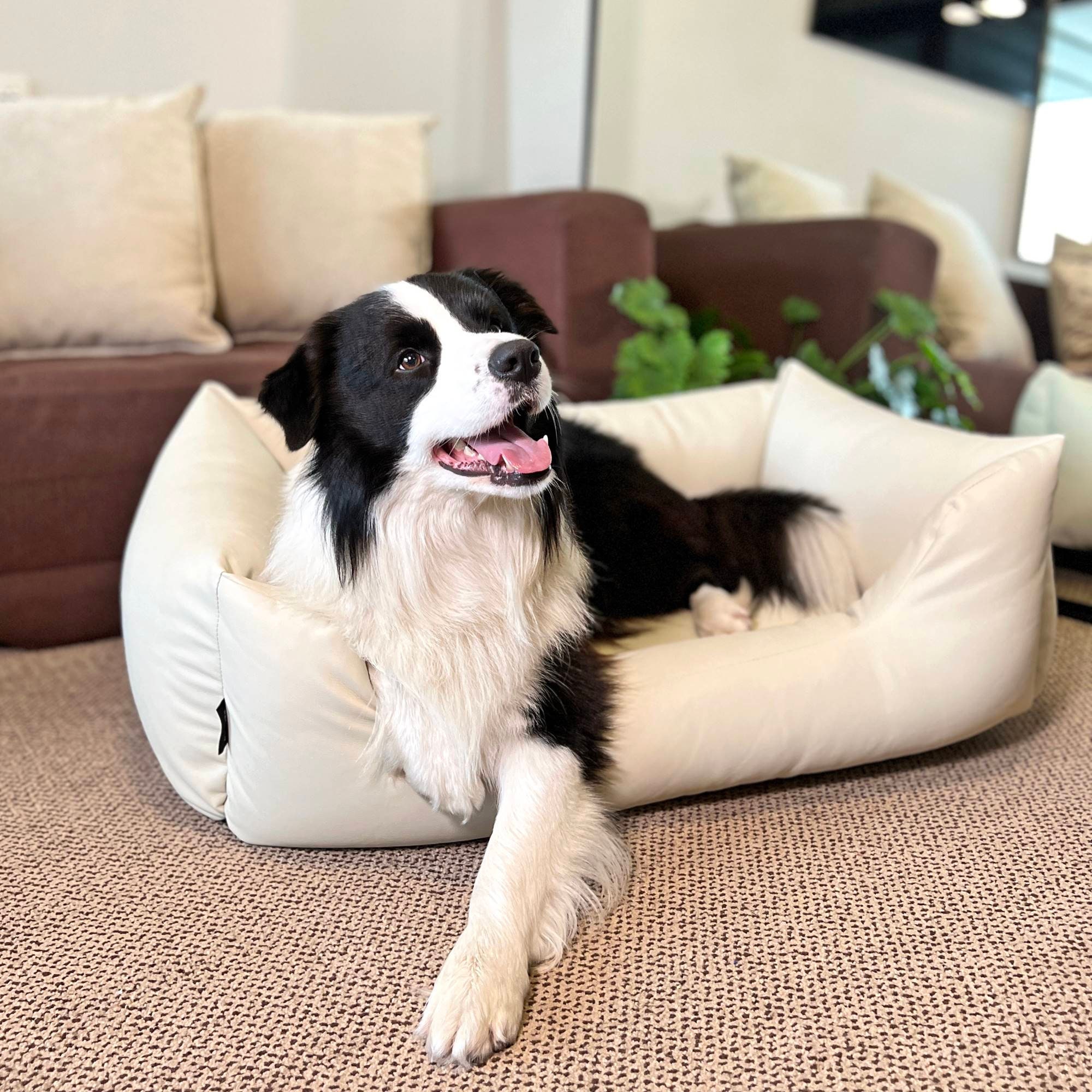 Cheap 2024 dog couch