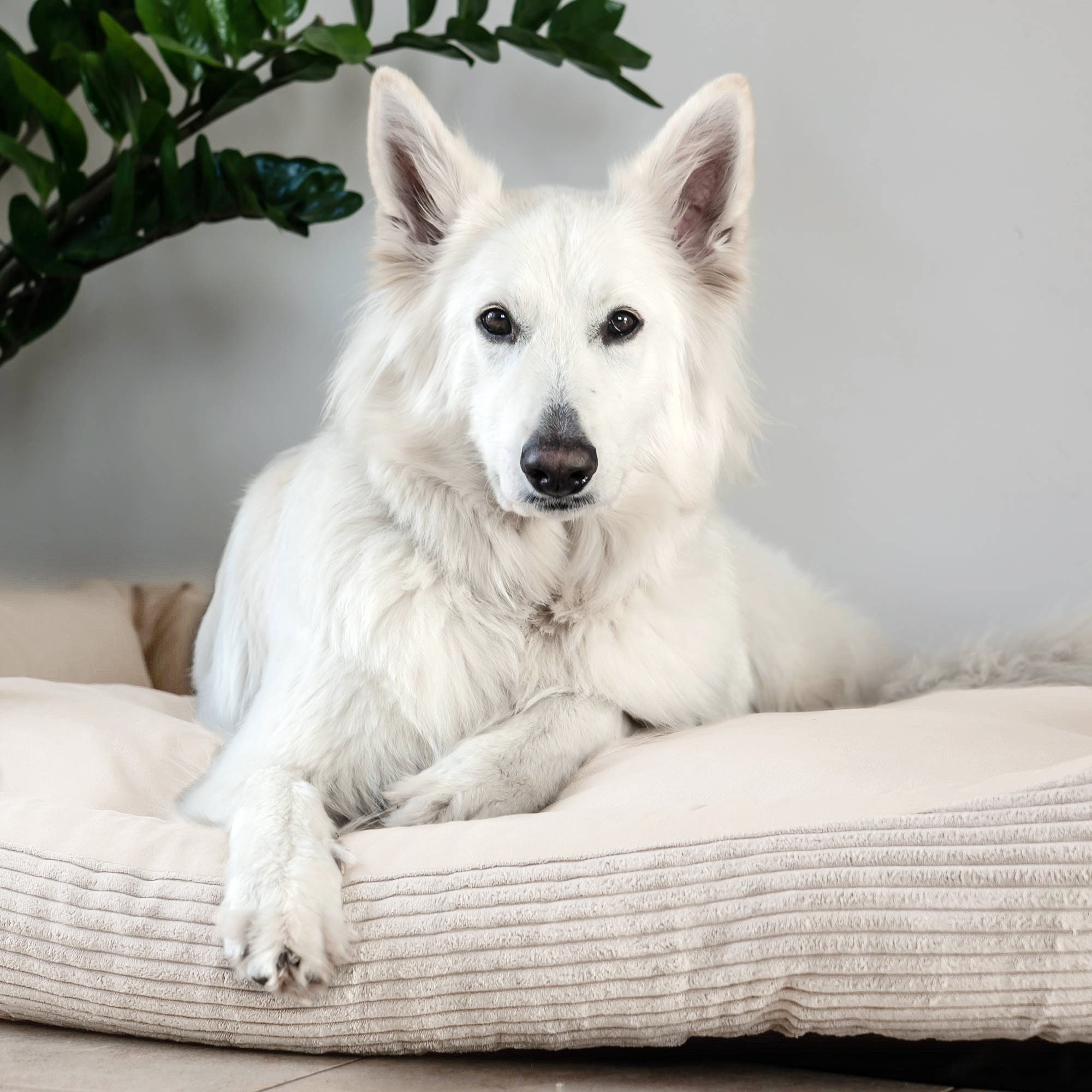 Juelle Hundebett Aus Kunstleder – Flauschiges Hundesofa In Größe 120x90 Cm (XL) – Extra Kissen Inklusive