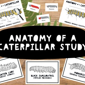 Anatomie einer Raupe NaturStudie, Lebenszyklus eines Schmetterlings, Monarch Schmetterling Studie, Natur Tisch, Lehr druckbares, Homeschool