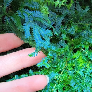 Rainbow Moss / Peacock Fern / Selaginella uncinata / Terrarium Plant