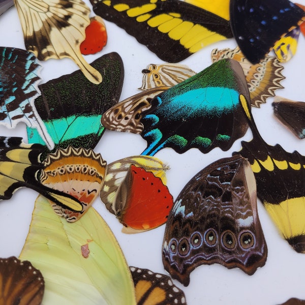 Real Butterfly Wings / Butterfly Wings / Butterfly Wings for Resin / A1 Butterfly Wings