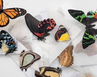 Mixed Lot of Real Butterflies and Dayflying Moths/ Premium Butterflies / Entomological Lepidopteran Specimens / Unmounted Butterflies