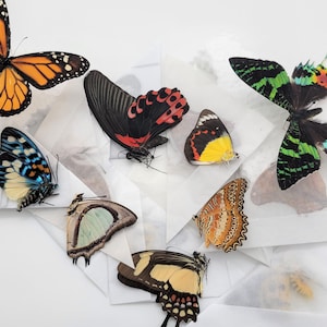 Mixed Lot of Real Butterflies and Dayflying Moths/ Premium Butterflies / Entomological Lepidopteran Specimens / Unmounted Butterflies