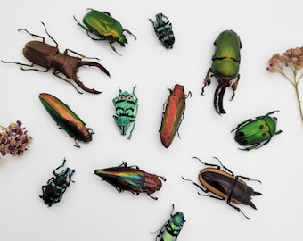 Real Colorful Beetle Mix / Real Beetle Specimens / Real Beetle Variety Pack